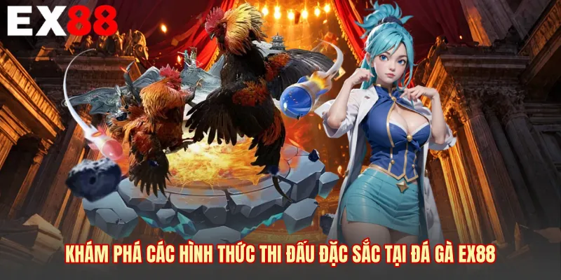 Khám phá các hình thức thi đấu đặc sắc tại đá gà EX88 